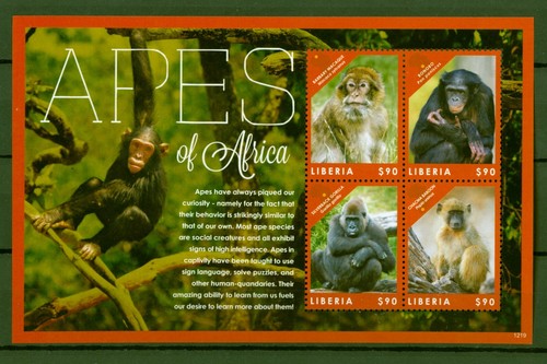 Liberia 2012 affen - monkeys,