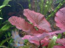 35 Wasserpflanzen + Tigerlotus + 3000 Dünger + Futter