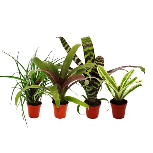 Mini bromelien set - mini-bromelien-set, nature's