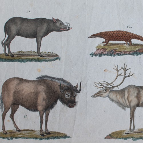 Säugetiere antilope - säugetiere,