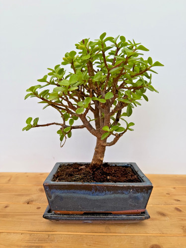 Zimmerbonsai bonsai jadebaum - zimmerbonsai,