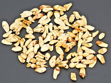 Nr.D75 Sammlung Hirsch