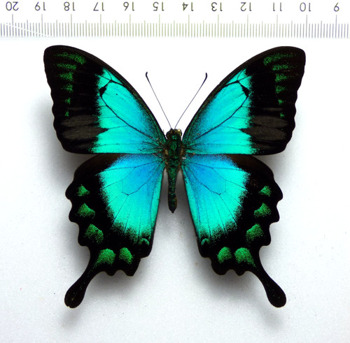 Entomologie schmetterling - entomologie,,