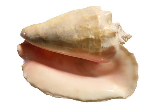 Seltene große muschel - seltene,,
