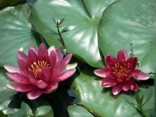 weinrote Seerose Teichpflanzen