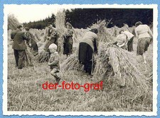 Foto, alte Landwirtschaft, das abgemähte Korn wird gebündelt, um 1938 !!!