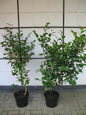 10 (!) Stück Kamelie