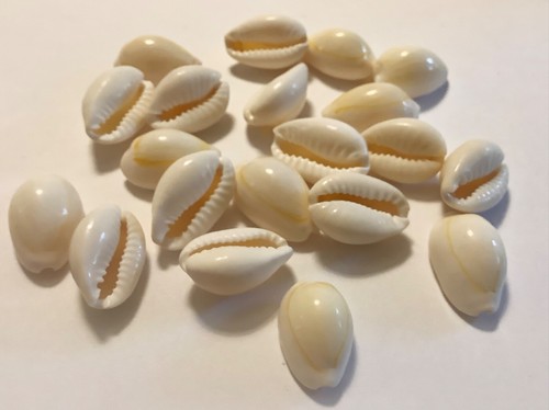Perlando kauri muscheln - kauri,