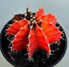 Schöner Ausgefallener