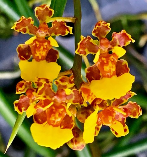 Trichocentrum species gold - trichocentrum, ´gold