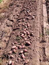 9kg Schafwolle, unbehandelt