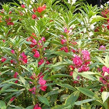 35x Impatiens walleriana Goldilocks Fleißiges Lieschen Samen A238