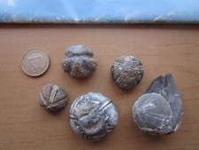 Fünf versteinerte Seeigel