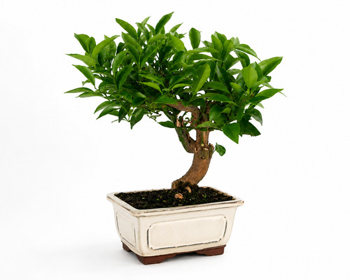 Citrus cleopatra bonsai - citrus,