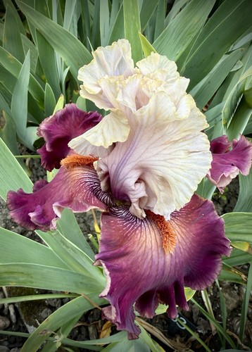 Schwertlilie iris one - iris, „one