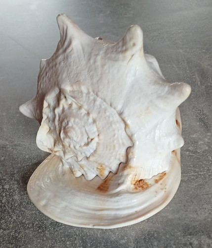 Sammlung muschel cassis - muschel,