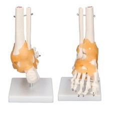 Fußmodell anatomisches modell - anatomisches,