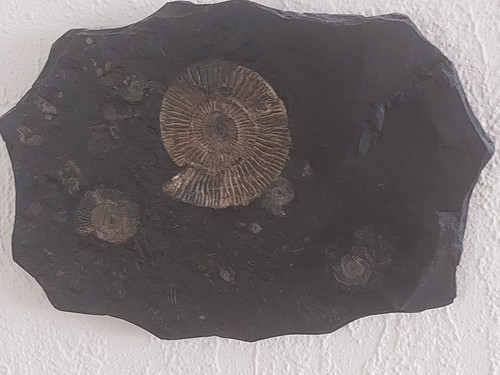 Ammonit fossilplatte stein - ammonit-fossilplatte,
