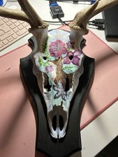 Rothirsch, Hirsch, Trophäe