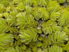 5 Stck Salvinia Natans, Schwimmfarn Büschelfarn Schwimmpflanze Aquarium, Teich