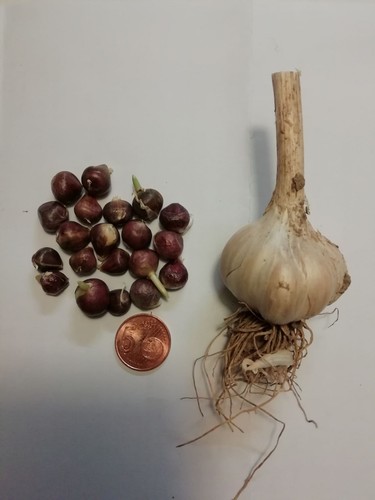 Knoblauch brutzwiebeln - knoblauch,