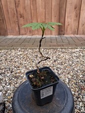 Bergahorn, Pre Bonsai, Bonsai