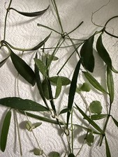 10x hoya stecklinge - hoya,
