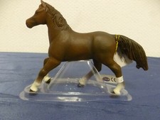 Schöne Anglo-Araber-Stute von