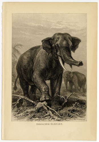 Indischer elefant dschungel - elefant,