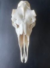 ELCH SCHÄDEL  Abwurfstangen Elchgeweih Nr.2