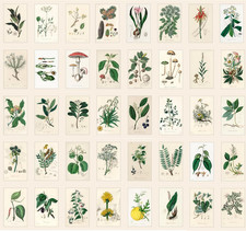 40 Vintage Postkarten alten Fotos Zeichnungen Alte medizinische Pflanzen