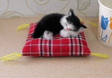 Schlafende Katze auf Mini