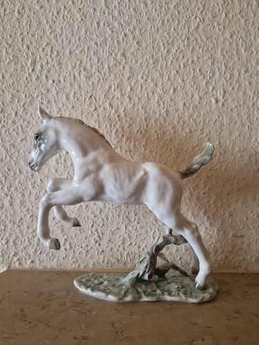 Pferd fohlen schimmel - pferd,, fohlen/schimmel