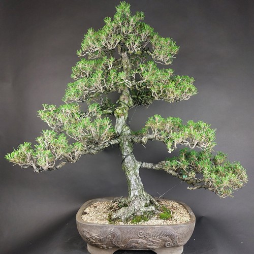 Bonsai schwarzkiefer pinus - bonsai,