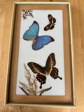 Bild Echte Schmetterlinge Papilio lormieri, Morpho Menelaus, Helicornia