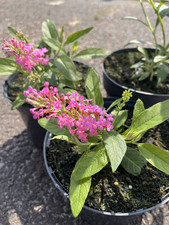 Sommerflieder Buddleja Duo 2 Pflanzen Überraschungsfarben  