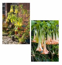 SAMEN 2 X Engelstrompete: Riesige wunderschöne Blüten in gelb und rosa.