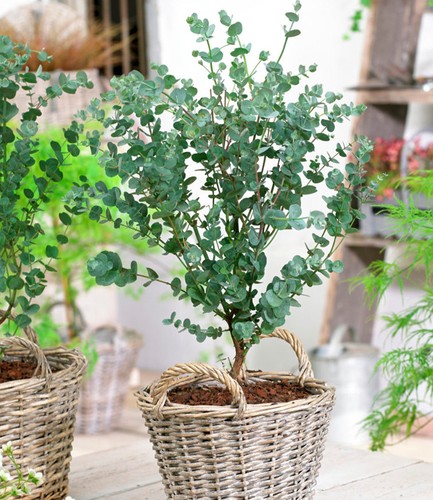Winterharter eukalyptus - winterharter,