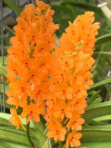 Ascocentrum species orange - ascocentrum,