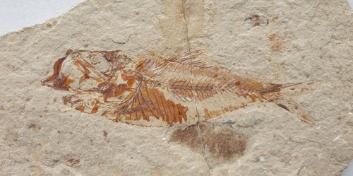 Armigatus fischschwarm - fischschwarm,