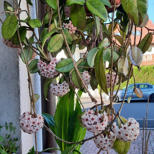 Hoya carnosa wachsblume - carnosa,,