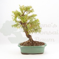 BONSAI Fingerstrauch Gelb 'Potentille  fruticosa' inkl. Schale. Blühend & Robust