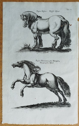 Pferd merian johnston - (t2), #