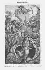   Einsiedlerkrebse Einsiedlerkrebs  Krebs Pagurus bernhardus Holzstich um 1900