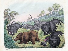 Rhinozeros im Kampf mit Elefanten. Altcolorierte Lithografie von 1861
