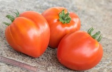 Dwarf Red Heart Tomate -