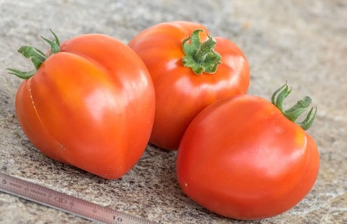 Dwarf red heart tomate - heart,