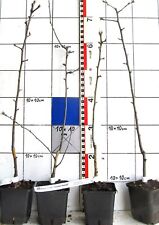 Malus X hybr. Golden Hornet