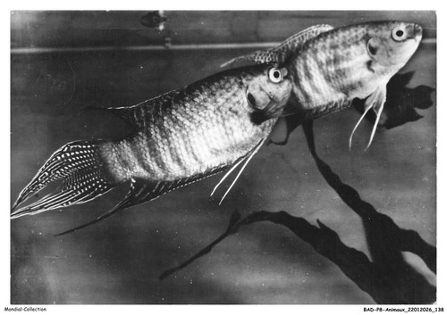 Badp8 0704 animaux - badp8-0704-animaux, makropode
