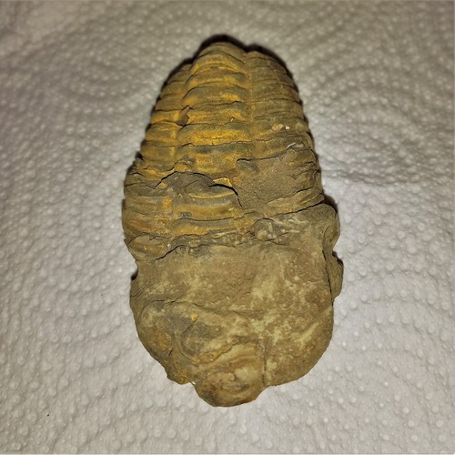 Sonderangebot fossil trilobit - fossil,